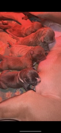 American Staffordshire Terriër pups te koop in 4641, Ossendrecht - Advertentie 6