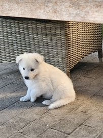 Zwitserse Witte Herdershond pups te koop in 6171, Stein - Advertentie 4