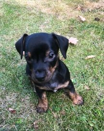 Jack Russel Terriër pups te koop in Biezenmortel, Tilburg - Advertentie 4