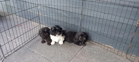 Boomer pups te koop in 5298, Liempde - Advertentie 2