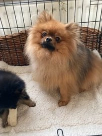Pomeriaan pups te koop in 5017, Tilburg - Advertentie 9