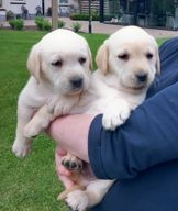 Labrador Retriever pups te koop in 3774, Kootwijkerbroek - Advertentie 5