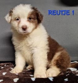 Australian Shepherd pups te koop in 8432, Haule - Advertentie 1