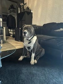 Pitbull Terriër pups te koop in 3034, Rotterdam - Advertentie 5