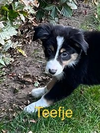 Border Collie pups te koop in 5111, Baarle-Nassau - Advertentie 7