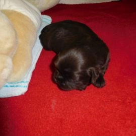 Shih Tzu pups te koop in 6028, Gastel - Advertentie 5