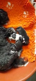 Leeuwhondje pups te koop in 9602, Hoogezand - Advertentie 1
