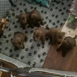 Labrador Retriever pups te koop in 7251, Vorden - Advertentie 9