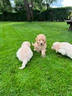 Labradoodle pups te koop in 5388, Nistelrode - Advertentie 9
