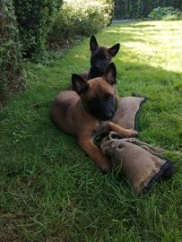 Mechelse Herder pups te koop in 5541, Reusel - Advertentie 12