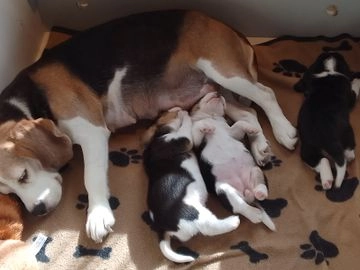 Beagle pups te koop in Landerd - Advertentie 1
