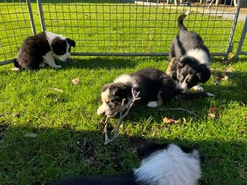 Border Collie pups te koop in 3773, Barneveld - Advertentie 3