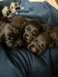 Labradoodle pups te koop in Gemert-Bakel - Advertentie 8