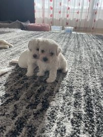 Maltezer pups te koop in 5253, Nieuwkuijk - Advertentie 3