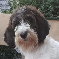 Petit Basset Griffon Vendéen honden te koop in 7044, Lengel - Advertentie 16