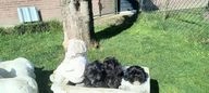 Boomer pups te koop in 5298, Liempde - Advertentie 15