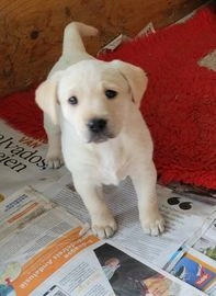 Labrador Retriever pups te koop in 9401, Assen - Advertentie 10