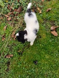 Friese Stabij pups te koop in 7136, Zieuwent - Advertentie 2