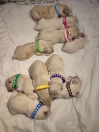 Golden Retriever pups te koop in 5961, Horst - Advertentie 10