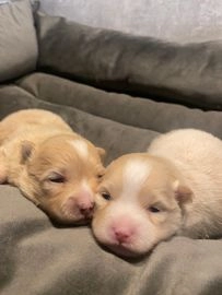 Pomeriaan pups te koop in 3111, Schiedam - Advertentie 17