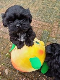 Shih Tzu pups te koop Puppyplaats