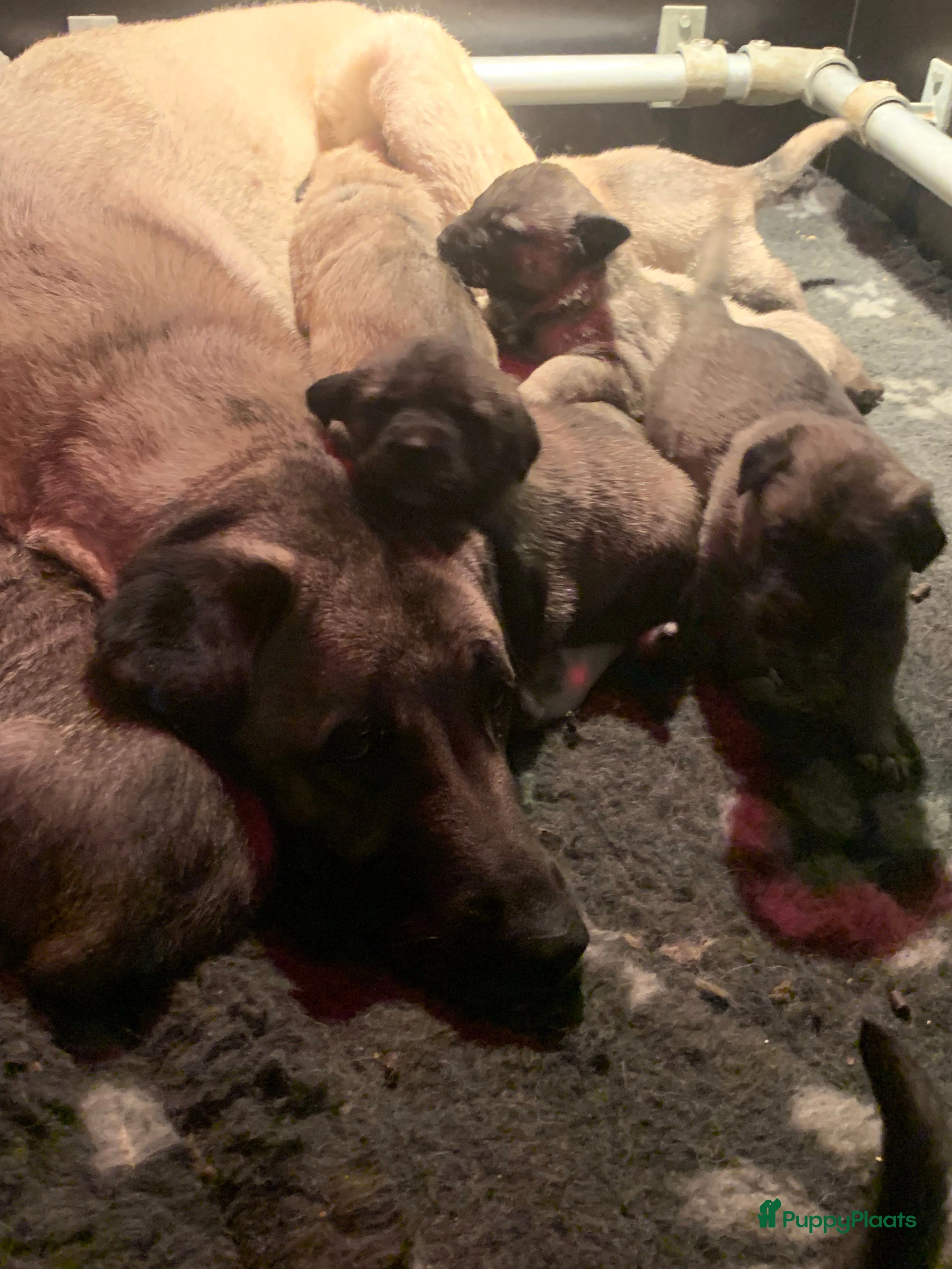 Anatolische Herdershond pups te koop | Puppyplaats