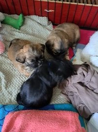 Shih Tzu pups te koop in Noordoostpolder - Advertentie 10