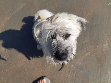 Cairn Terriër pups ter dekking in 1053, Amsterdam - Advertentie 2