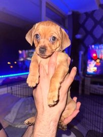 Dwergpinscher pups te koop in 2287, Rijswijk - Advertentie 2
