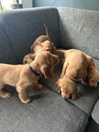 Engelse Cocker Spaniel pups te koop in Hoogezand, Midden-Groningen - Advertentie 3