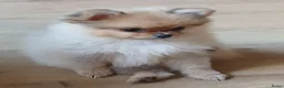Pomchi honden te koop: Pomeriaan pups - Advertentie 9