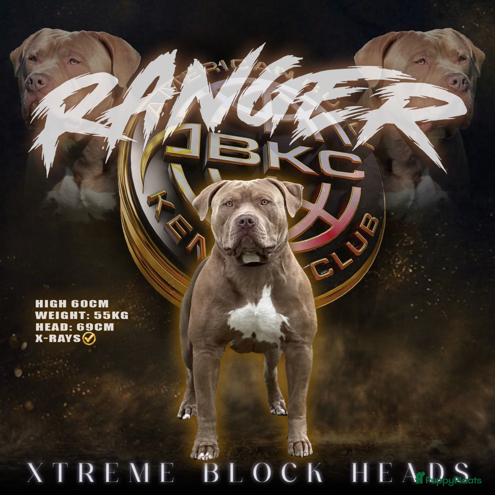 Amerikaanse Bully honden Zeer mooie American Bully dekreu beschikbaar - Advertentie 1