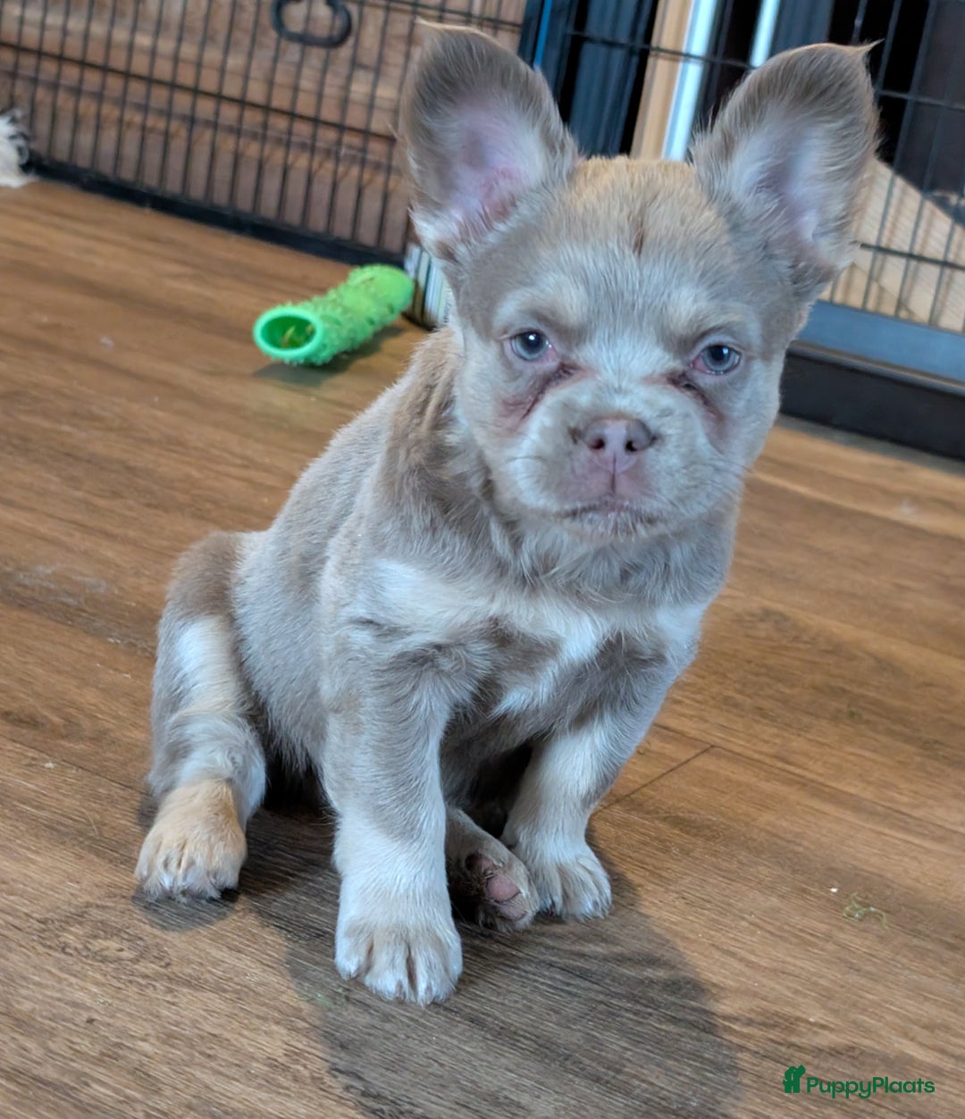 Franse Bulldog honden te koop: nieuwe Nederlandse Franse bulldog  - Advertentie 6