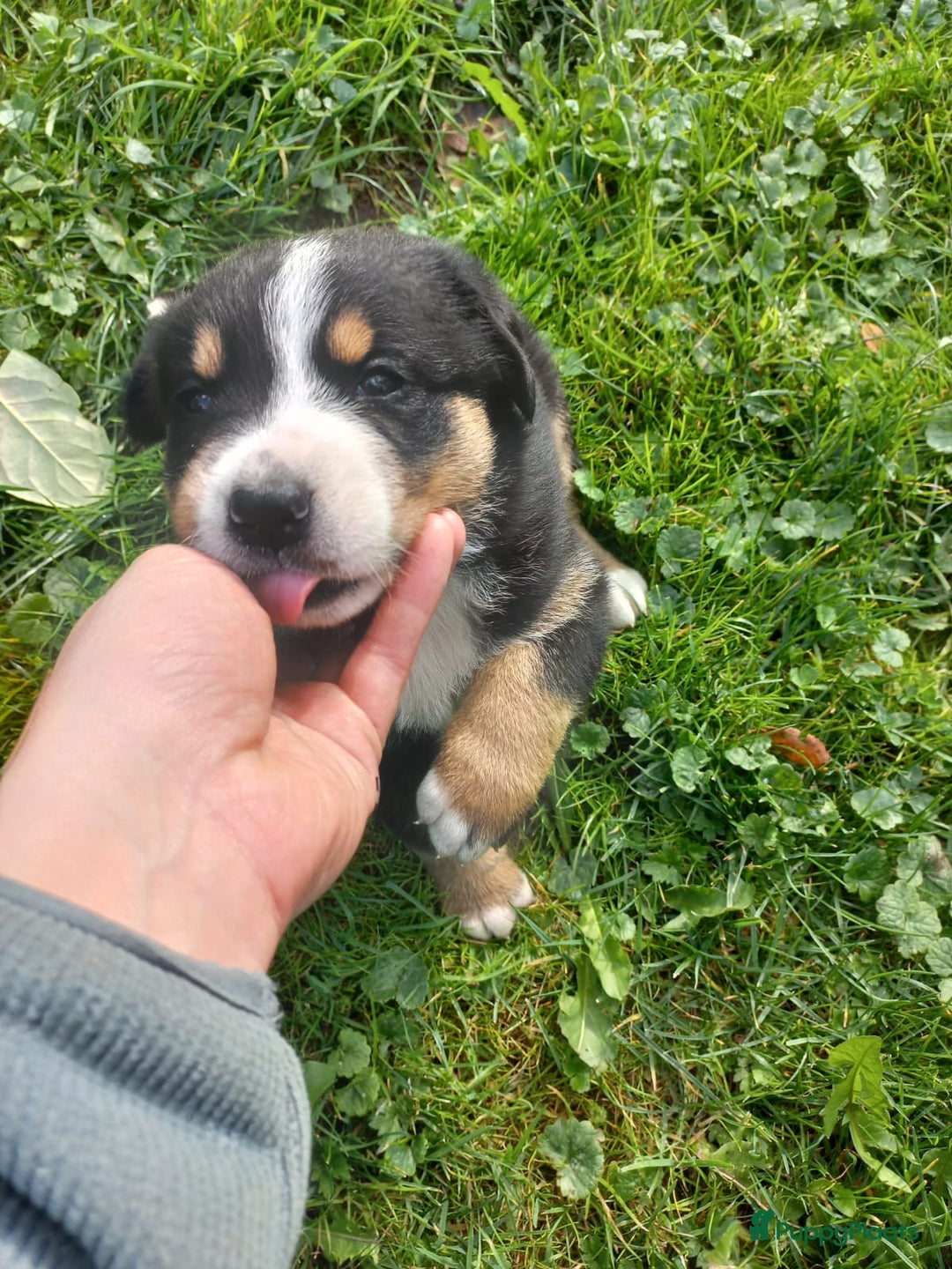 Grote Zwitserse Sennenhond honden te koop: Grote Zwitserse Sennenhond pups, raszuiver - Advertentie 3