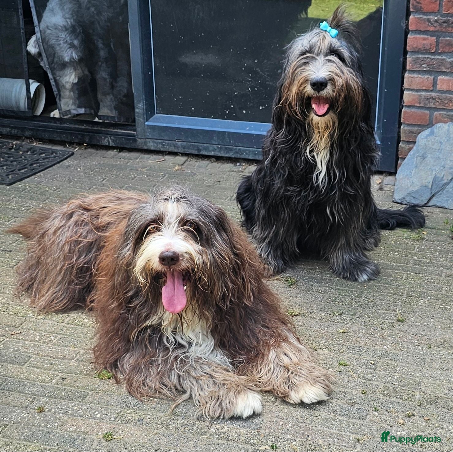 Bearded Collie honden Bearded Collie outcross - Advertentie 8