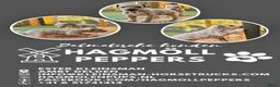 Dalmatiër honden te koop: Dalmatiër Pups van erkende fokker! - Advertentie 4