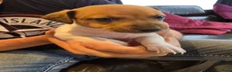 Jack Russel Terriër honden te koop: Nog 3 prachtige reutjes te koop - Advertentie 10