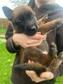 Mechelse Herder Puppy 8
