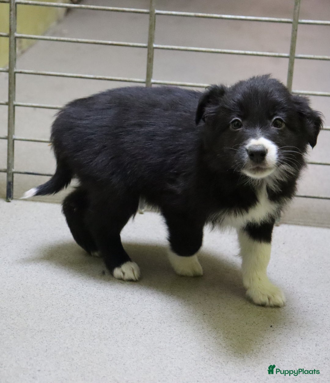 Border Collie honden te koop: Super Schattige border collie pups te koop - Advertentie 17