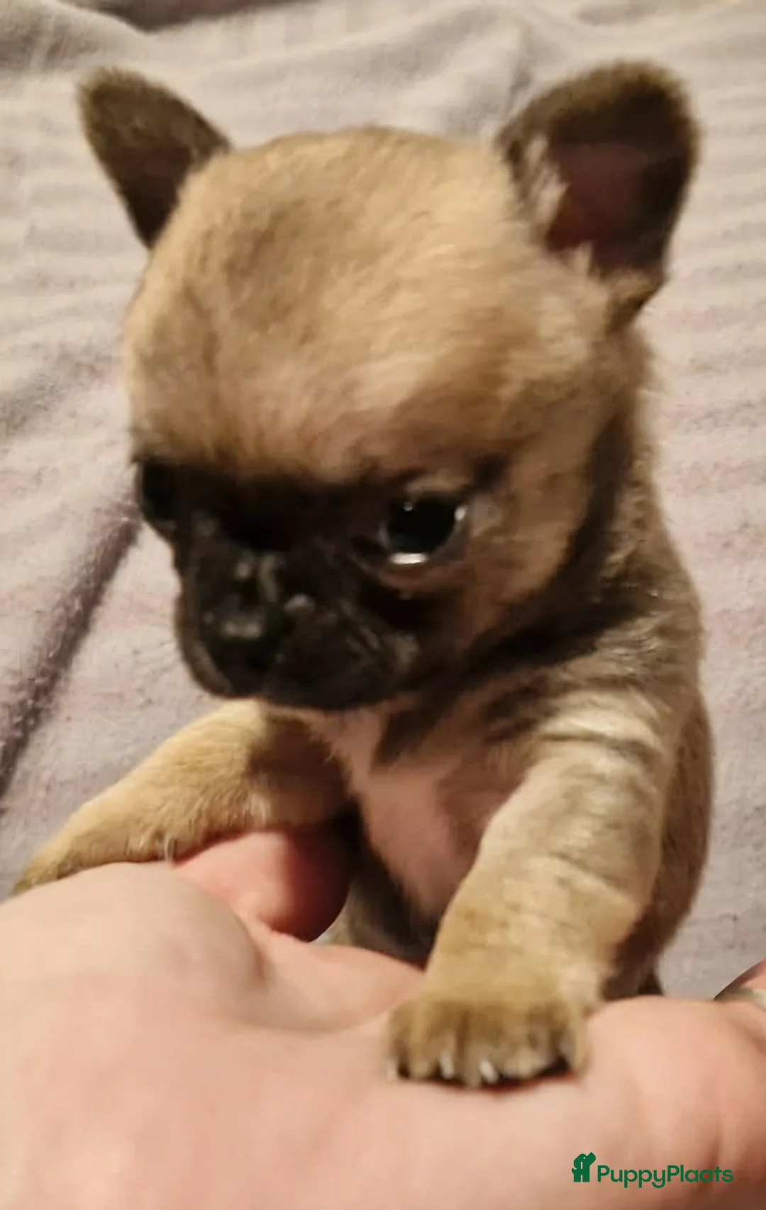 Chihuahua honden te koop: Knap wildkleur chihuahua teefje - Advertentie 4