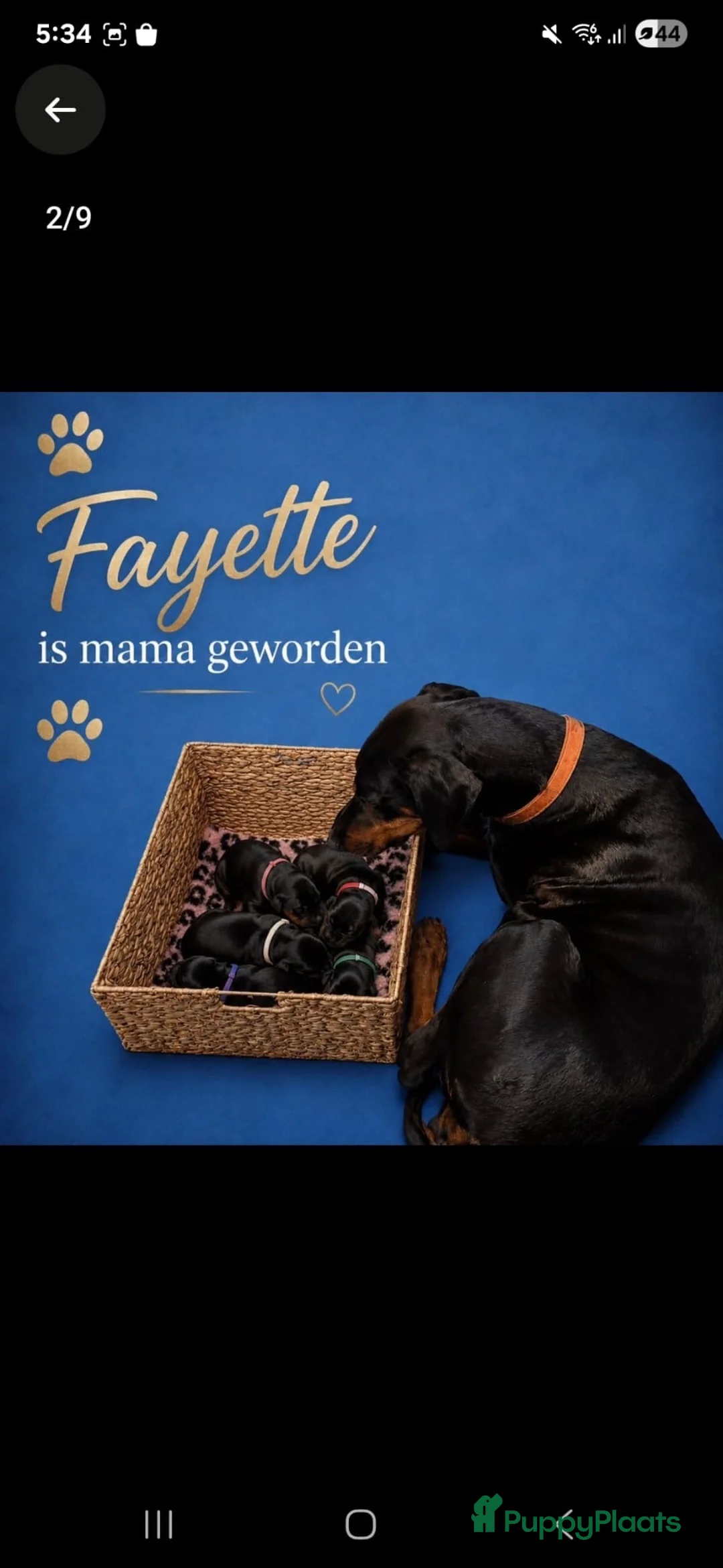 Dobermann honden te koop: Dobermann pups  - Advertentie 2