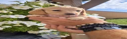 Teckel (langhaar) honden te koop: Prachtige langhaar teckel pups - Advertentie 6