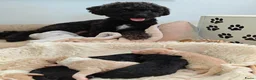 Maltipoo honden te koop: Maltipoo pups  - Advertentie 3