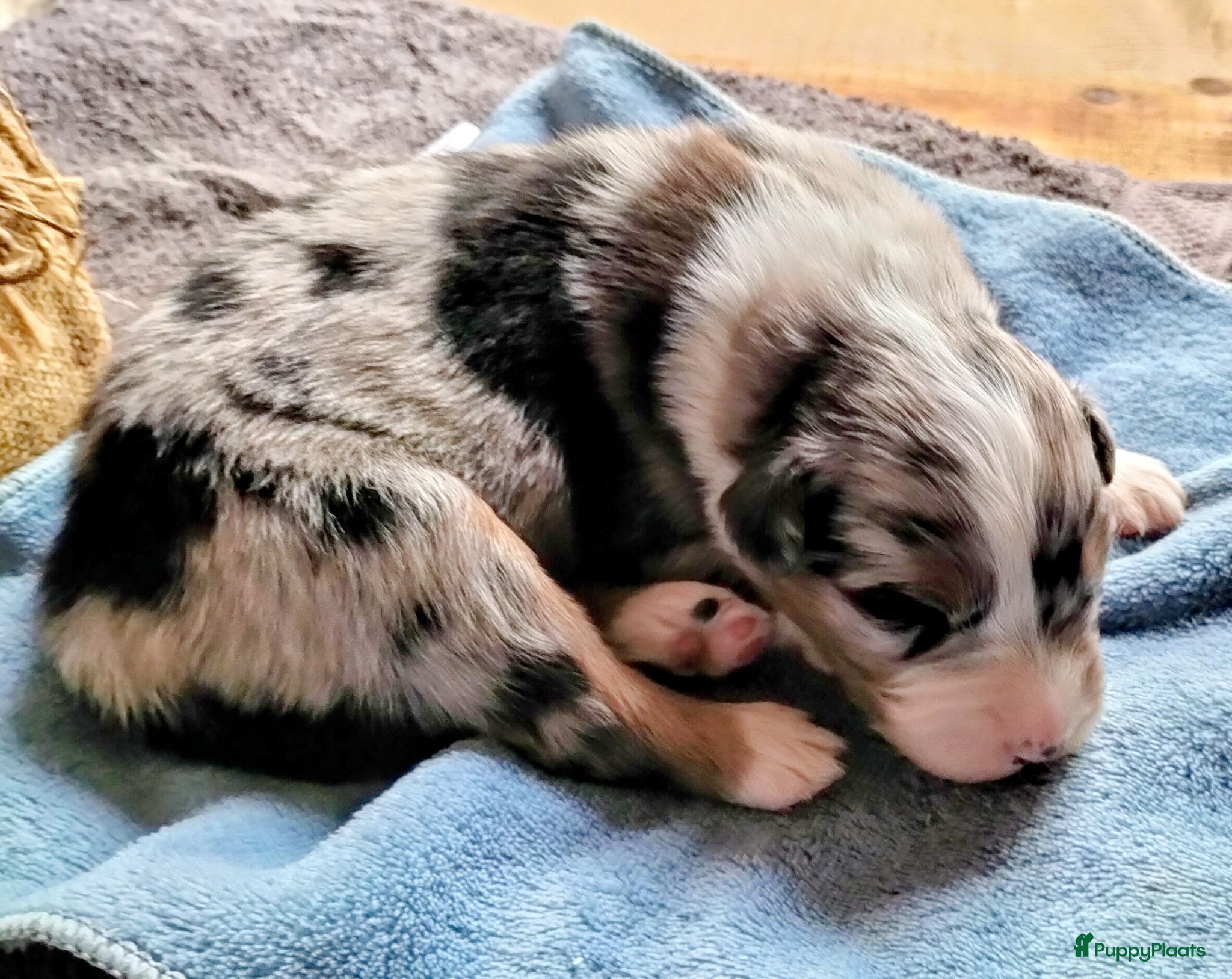 Australian Shepherd honden Super leuke Ausie pups - Advertentie 2