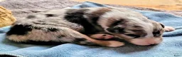 Australian Shepherd honden te koop: Super leuke Ausie pups - Advertentie 1
