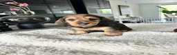 Ruwhaar Teckel honden te koop: Ruwharige piebald teckel - Advertentie 9