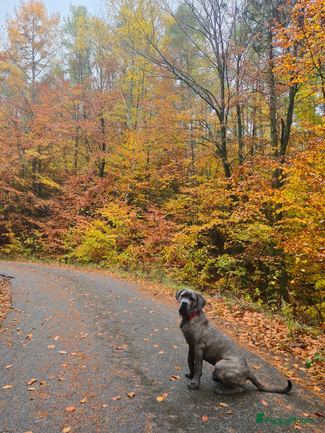 Cane Corso honden te koop: 9 month male Cane Corso w/Pedigree - Advertentie 2
