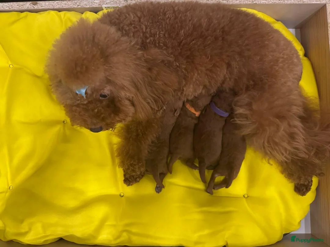 Poedel Toy honden te koop: Toy Poedel pups - Advertentie 2