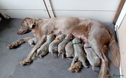 Weimarse Staande Hond langhaar honden te koop: Weimaraner Langhaar puppy's beschikbaar - Afbeelding 2