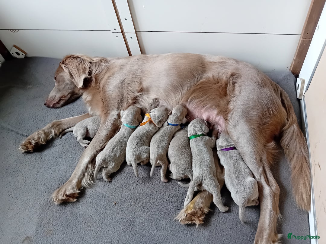 Weimarse Staande Hond langhaar honden te koop: Weimaraner Langhaar puppy's beschikbaar - Afbeelding 2